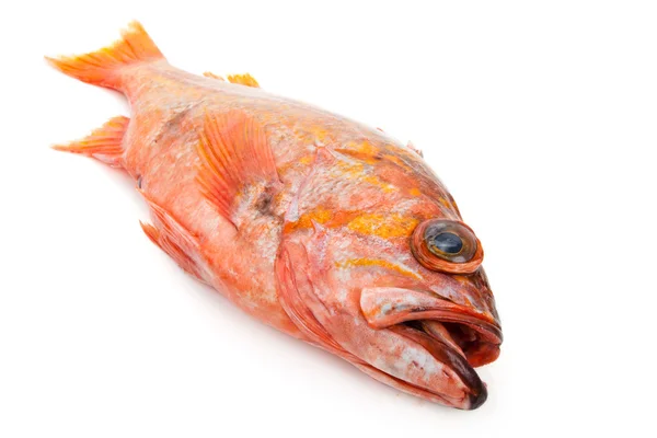 Röd fisk — Stockfoto