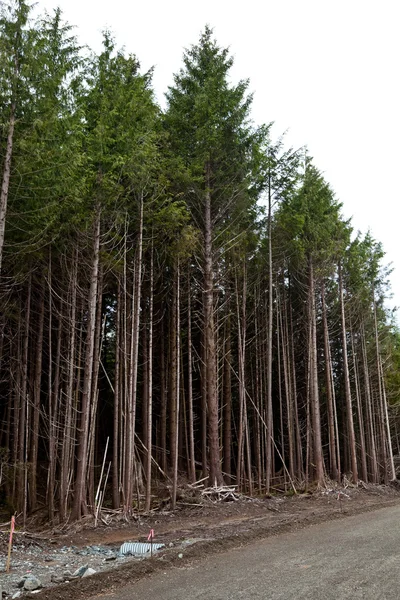 stock image Forest