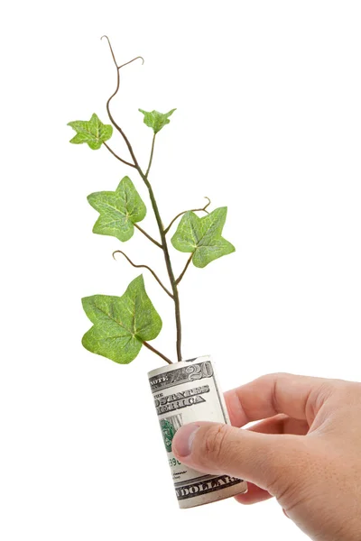 Dollar and Green Sprout — Stock Photo, Image