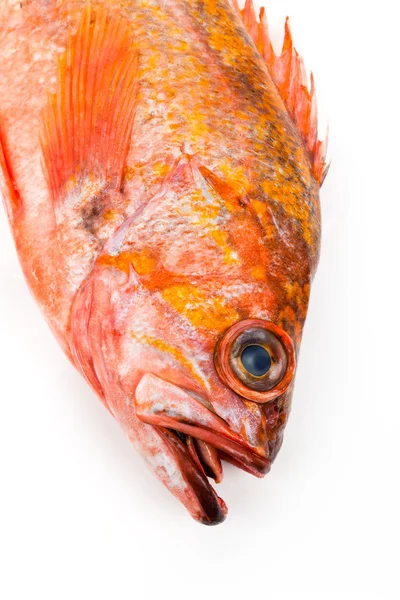 Red Fish — Stock Photo, Image