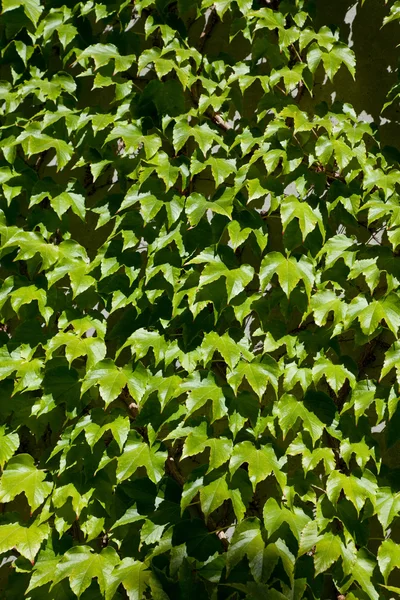 Wall covered in ivy — Stock Photo, Image