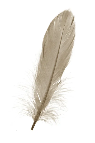 갈색 깃털 — 스톡 사진