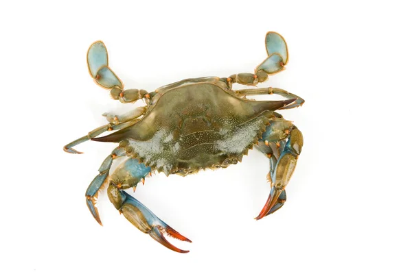 Blue Crab — Stock Photo, Image
