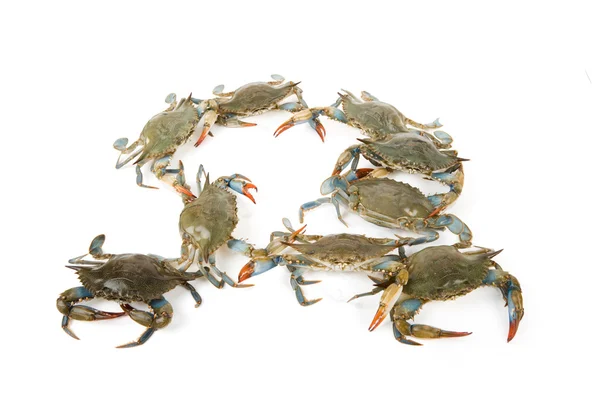 stock image Blue Crab