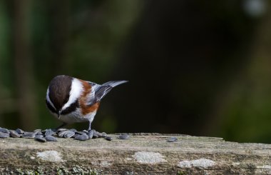 Chestnut-backed Chickadee clipart