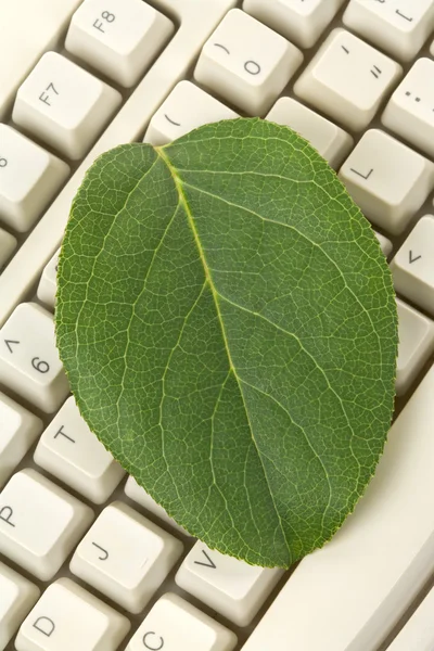 コンピューターのキーボードと葉 — ストック写真