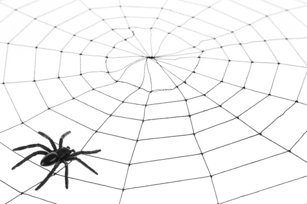 蜘蛛网 免版税图库照片