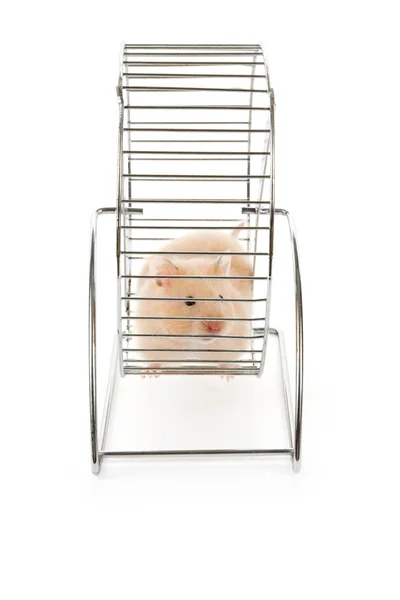 Teddybär-Hamster — Stockfoto