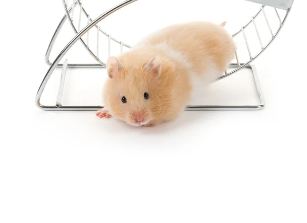 Teddy Bear Hamster — Stock Photo, Image