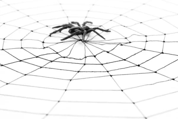 Spider Web — Stock Photo, Image