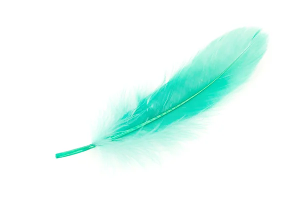 녹색 깃털 — 스톡 사진