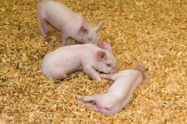 Piggies — Stockfoto