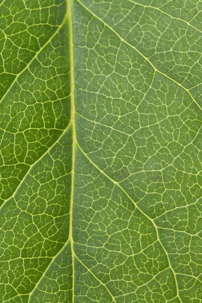 Yaprak damarı — Stok fotoğraf