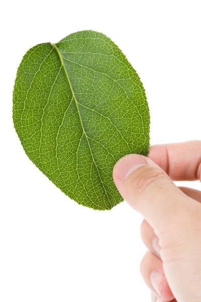 녹색 잎 로열티 프리 스톡 사진