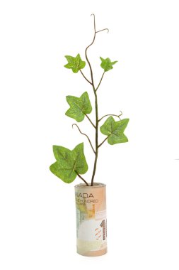 dolar ve yeşil Filiz