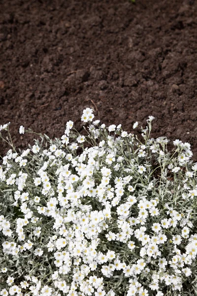 White flower and dirt