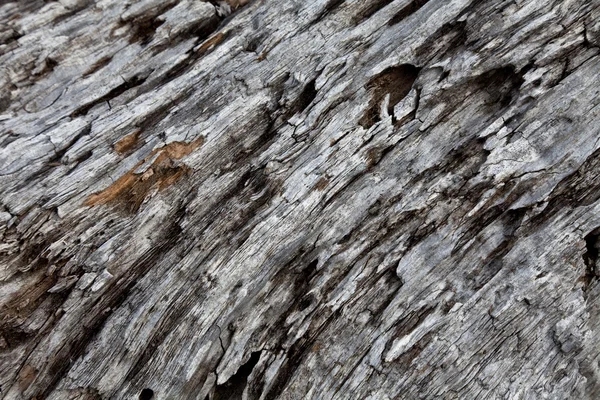 風化木の幹 — ストック写真