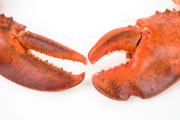 Szczypce homara — Zdjęcie stockowe