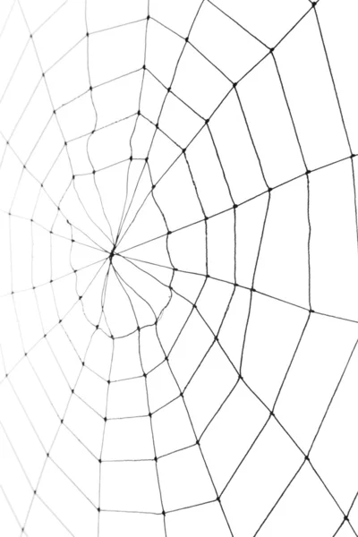 stock image Spider Web