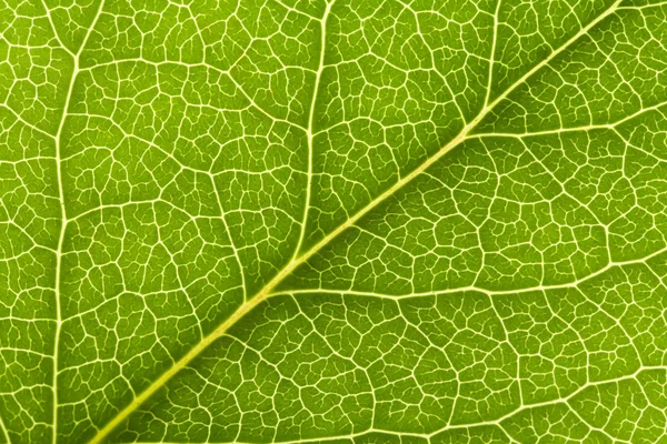 Leaf Vein — Stock Photo, Image