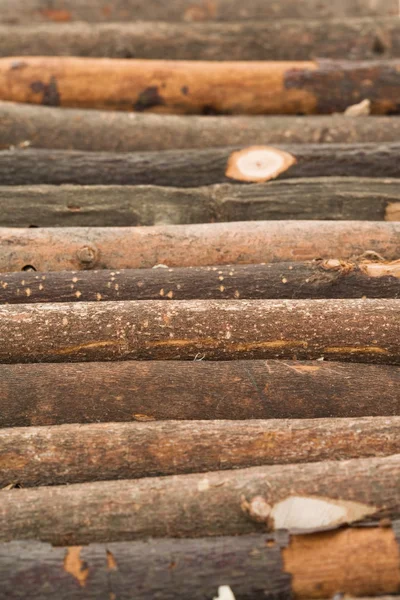 Tronco legno — Foto Stock