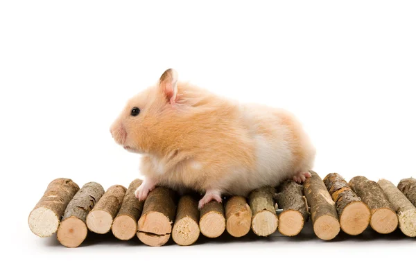 Nallebjörn hamster — Stockfoto