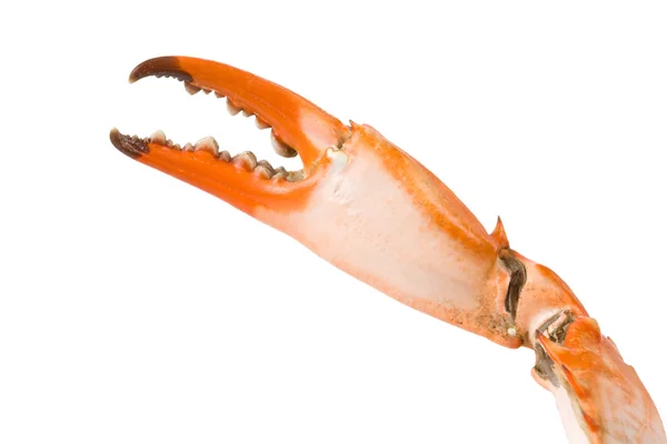 Krabbenkralle Stockbild