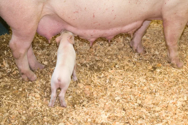 Cerdos y cerdas — Foto de Stock