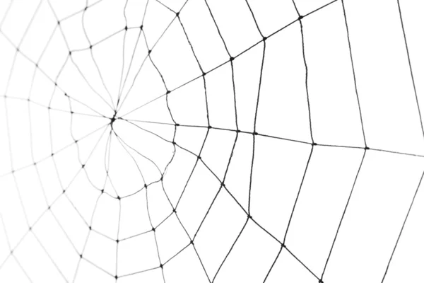 stock image Spider Web