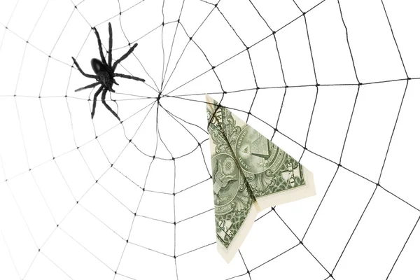 Örümcek ağı ve Doları — Stok fotoğraf