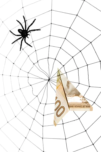Teia de aranha e dólar — Fotografia de Stock