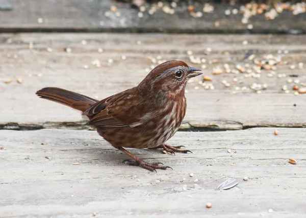 Song Sparrow — Φωτογραφία Αρχείου