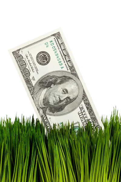 Dollar en groen gras — Stockfoto