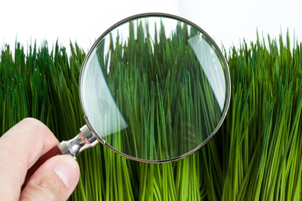 Magnifying glass and green grass — Stock Photo, Image