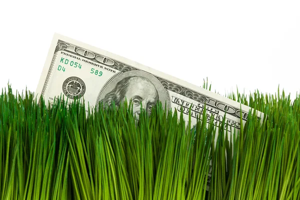 Dollar en groen gras — Stockfoto