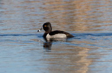 Ring necked Duck clipart