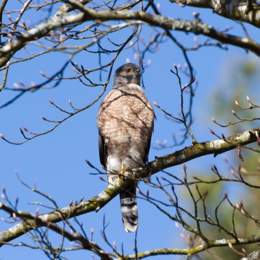 Cooper's Hawk