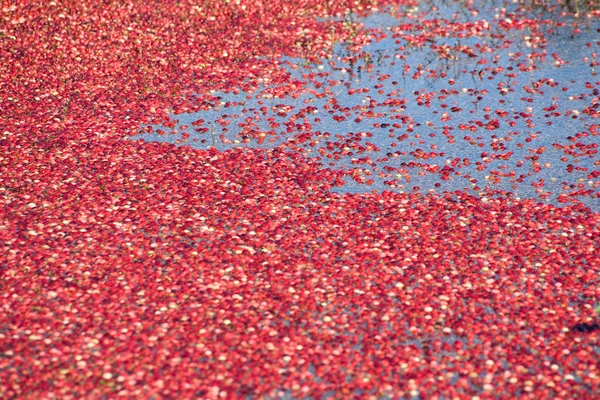 Červená brusinky sklizené — Stock fotografie