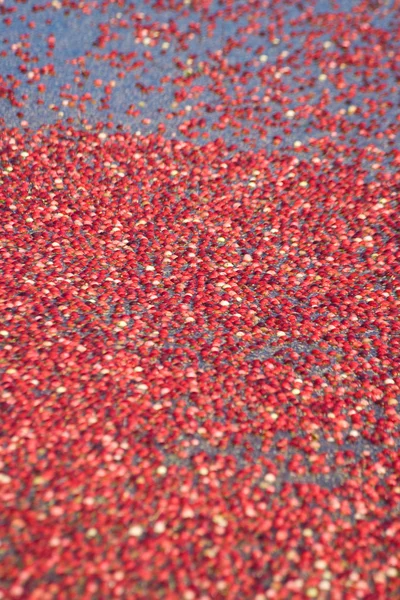 Κόκκινο βακκίνιο που συγκομίζονται — Φωτογραφία Αρχείου