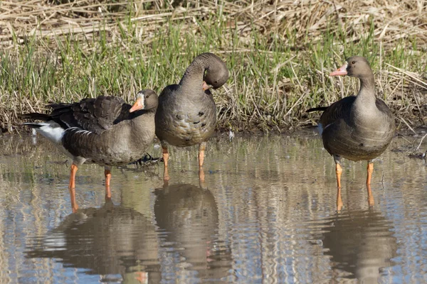 Witte fronted goose — Stockfoto