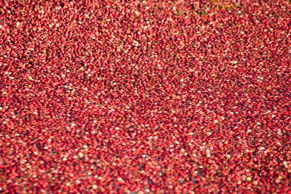 红色小红莓收获 — 图库照片