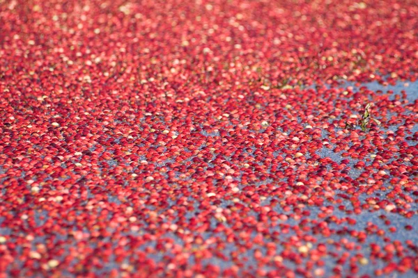 Rode cranberry geoogst — Stockfoto