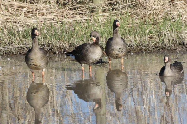 Witte fronted goose — Stockfoto