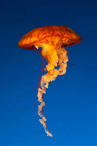 Медузи — стокове фото