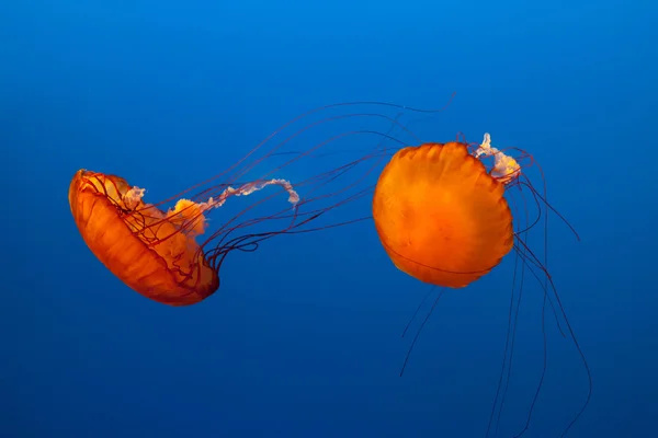 Medúza — Stock fotografie