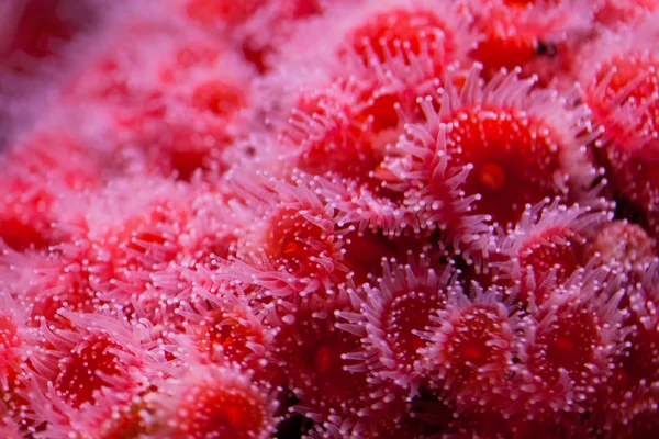 Anêmona marinha — Fotografia de Stock