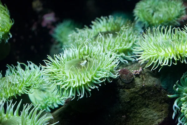 Анемон зелёного моря — стоковое фото