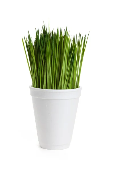 Grönt gräs och disponibel cup — Stockfoto