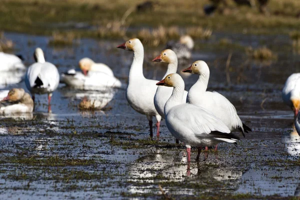 Sneeuwgans — Stockfoto