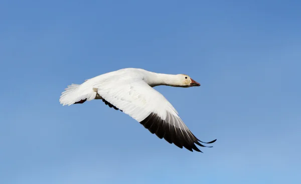 Snow Goose — Stock Photo, Image